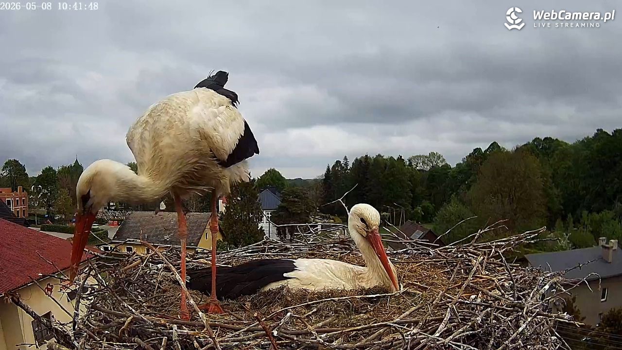 Międzyrzecze - widok na gniazdo bociana - 08 maj 2026, 10:44