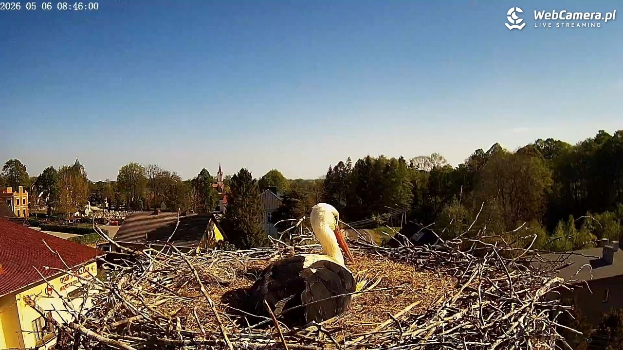 Międzyrzecze - widok na gniazdo bociana - 06 maj 2026, 08:48