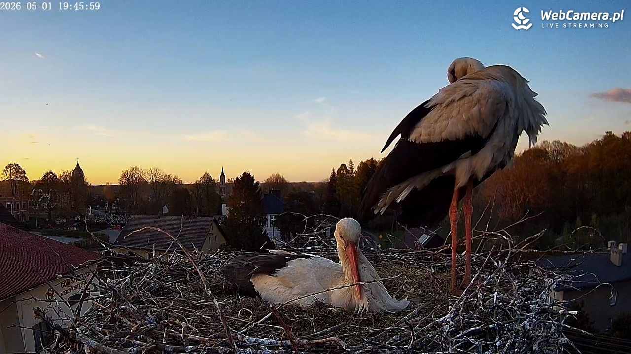 Międzyrzecze - widok na gniazdo bociana - 01 maj 2026, 19:48