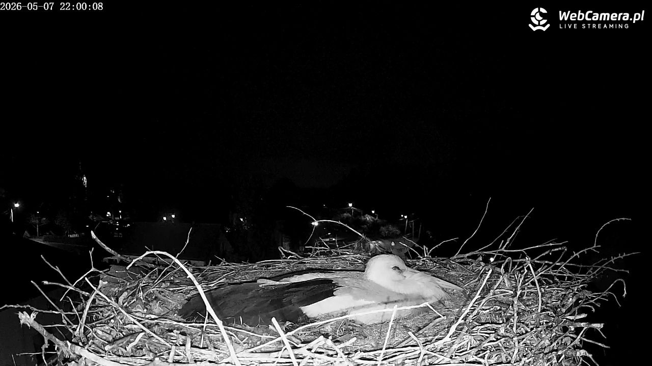 Międzyrzecze - widok na gniazdo bociana - 07 maj 2026, 22:02