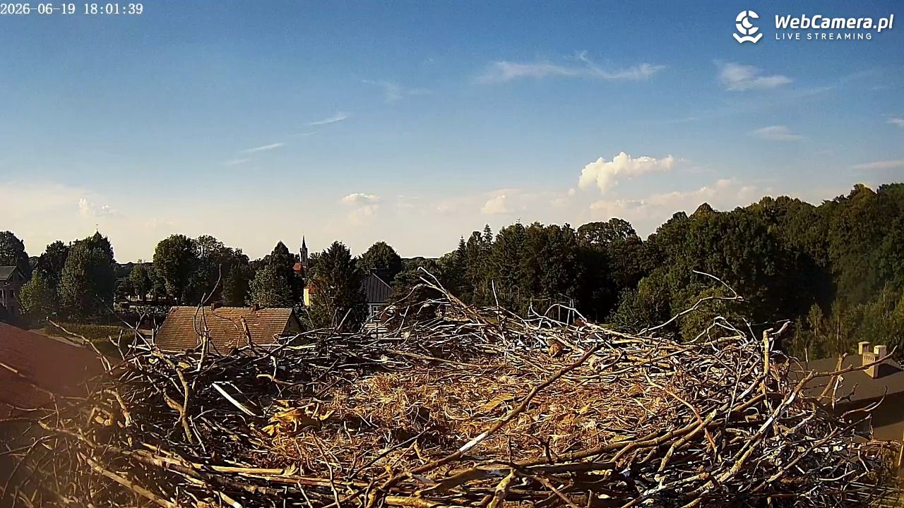 Międzyrzecze - widok na gniazdo bociana - 19 czerwiec 2026, 18:03