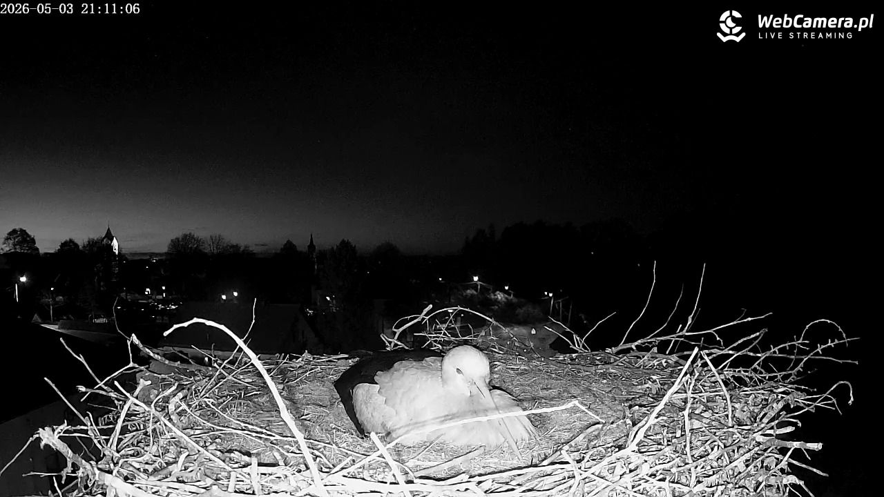 Międzyrzecze - widok na gniazdo bociana - 03 maj 2026, 21:13