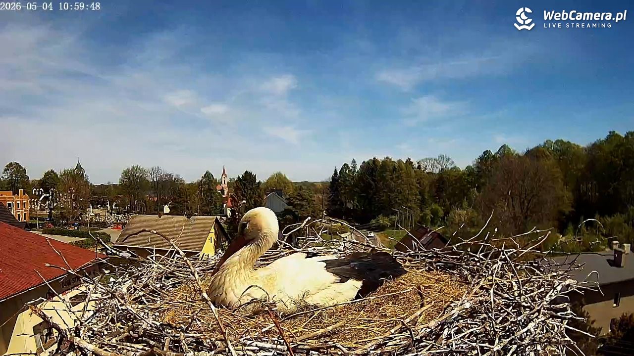 Międzyrzecze - widok na gniazdo bociana - 04 maj 2026, 11:05