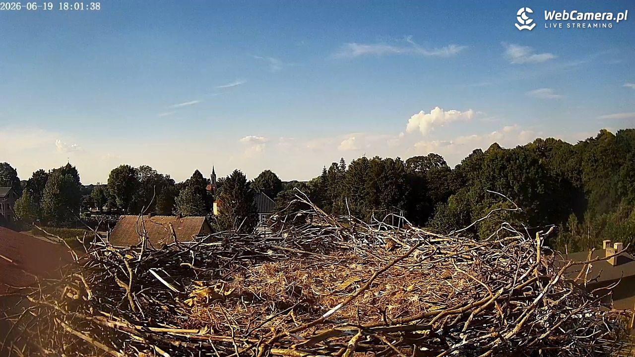 Międzyrzecze - widok na gniazdo bociana - 19 czerwiec 2026, 18:03