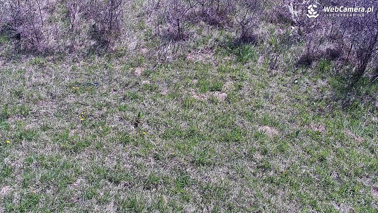 Wołkowyja Jezioro Solińskie - 26 kwiecień 2026, 10:13