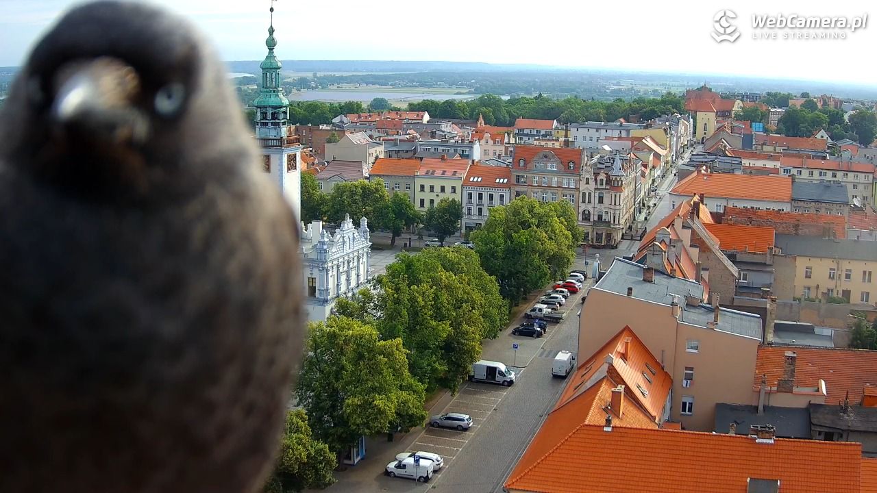 Chełmno - widok na starówkę - 28 czerwiec 2025, 07:19