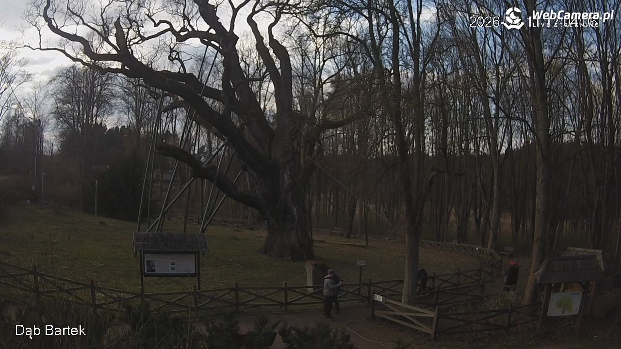 Dąb Bartek - Pomnik Przyrody - 11 kwiecień 2026, 17:04