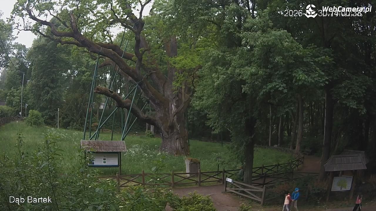 Dąb Bartek - Pomnik Przyrody - 30 maj 2026, 14:01