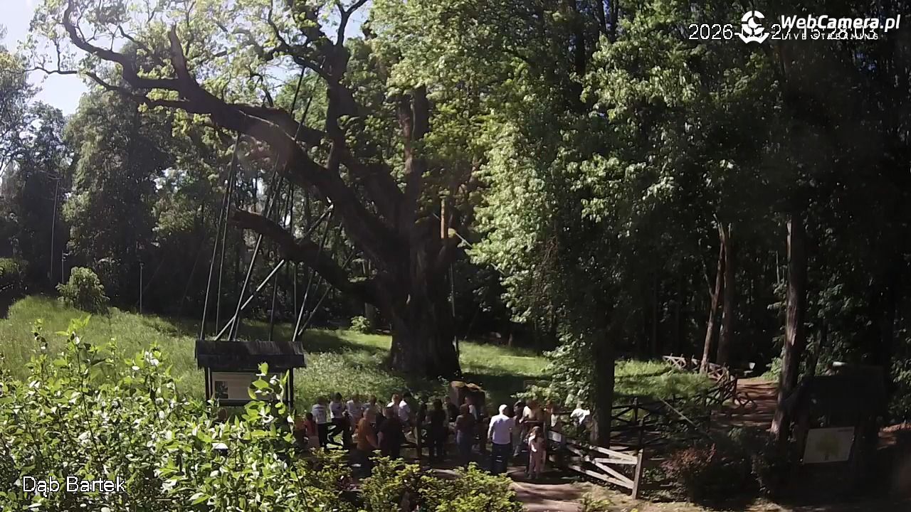 Dąb Bartek - Pomnik Przyrody - 27 maj 2026, 15:28