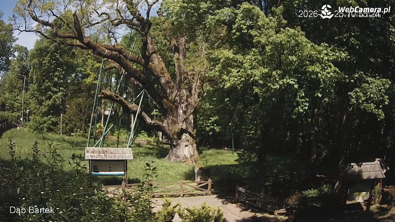 Dąb Bartek - Pomnik Przyrody - 25 maj 2026, 10:55