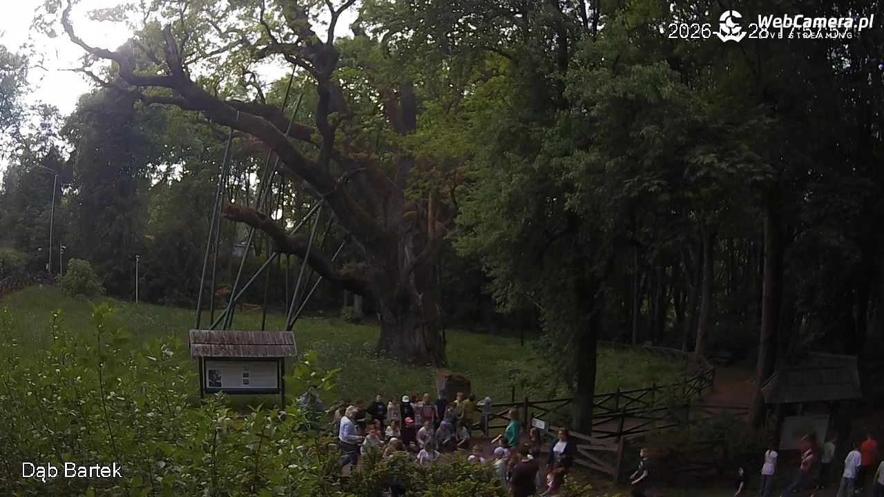 Dąb Bartek - Pomnik Przyrody - 28 maj 2026, 17:58