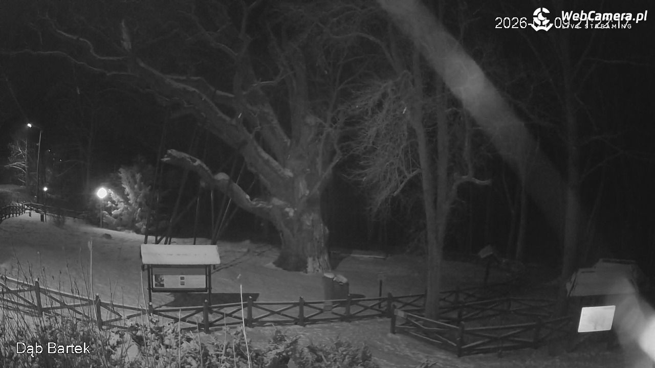 Dąb Bartek - Pomnik Przyrody - 09 styczeń 2026, 21:22