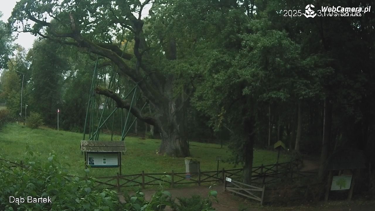 Dąb Bartek - Pomnik Przyrody - 31 sierpień 2025, 05:58