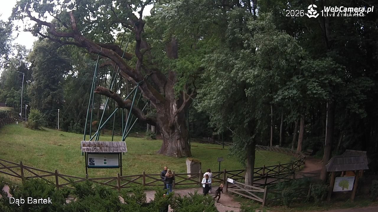 Dąb Bartek - Pomnik Przyrody - 11 lipiec 2026, 17:18
