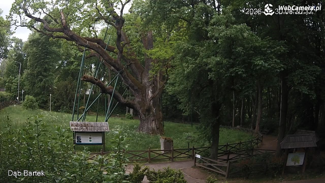 Dąb Bartek - Pomnik Przyrody - 30 maj 2026, 08:30