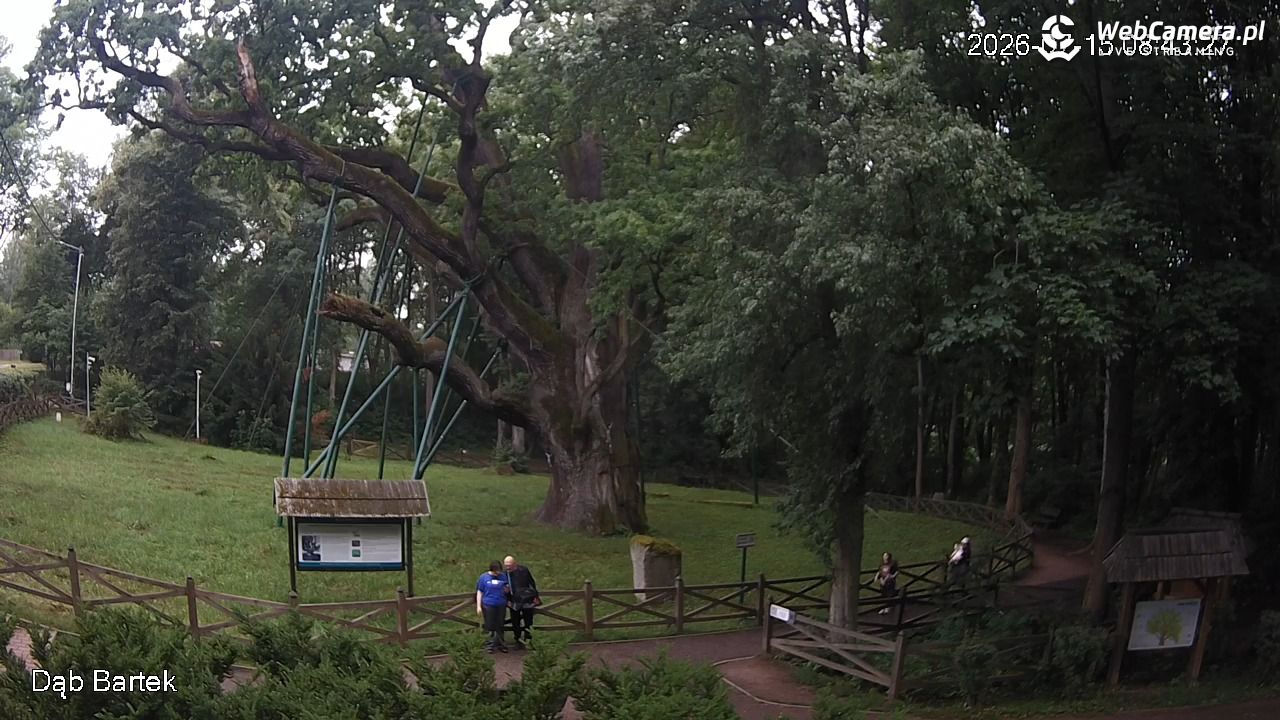 Dąb Bartek - Pomnik Przyrody - 15 lipiec 2026, 08:44