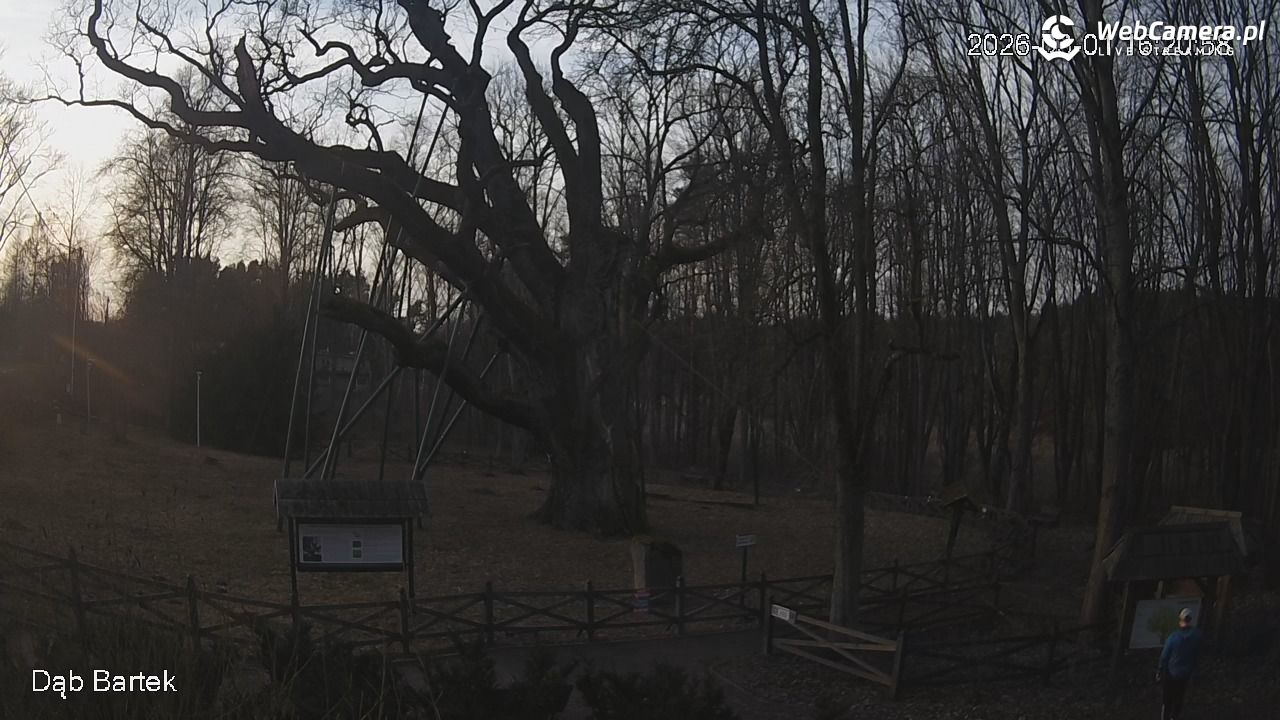 Dąb Bartek - Pomnik Przyrody - 01 marzec 2026, 16:21