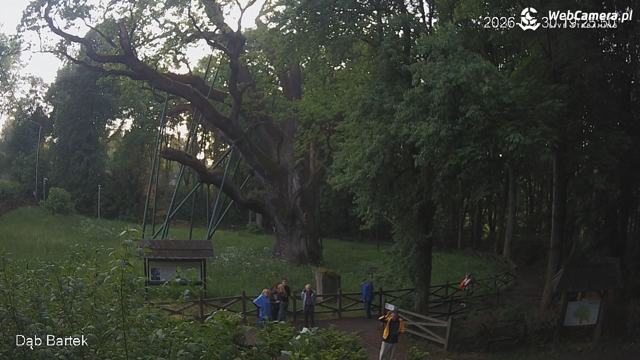 Dąb Bartek - Pomnik Przyrody - 30 maj 2026, 19:26