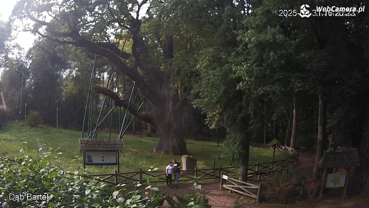 Dąb Bartek - Pomnik Przyrody - 31 sierpień 2025, 16:20