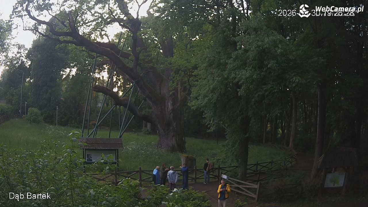 Dąb Bartek - Pomnik Przyrody - 30 maj 2026, 19:26