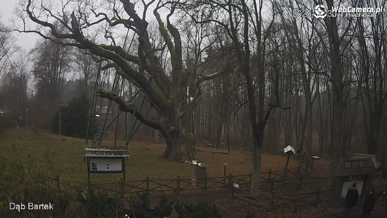 Dąb Bartek - Pomnik Przyrody - 30 listopad 2025, 11:59