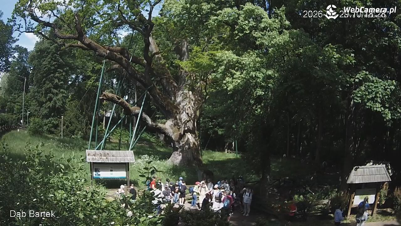 Dąb Bartek - Pomnik Przyrody - 29 maj 2026, 10:18
