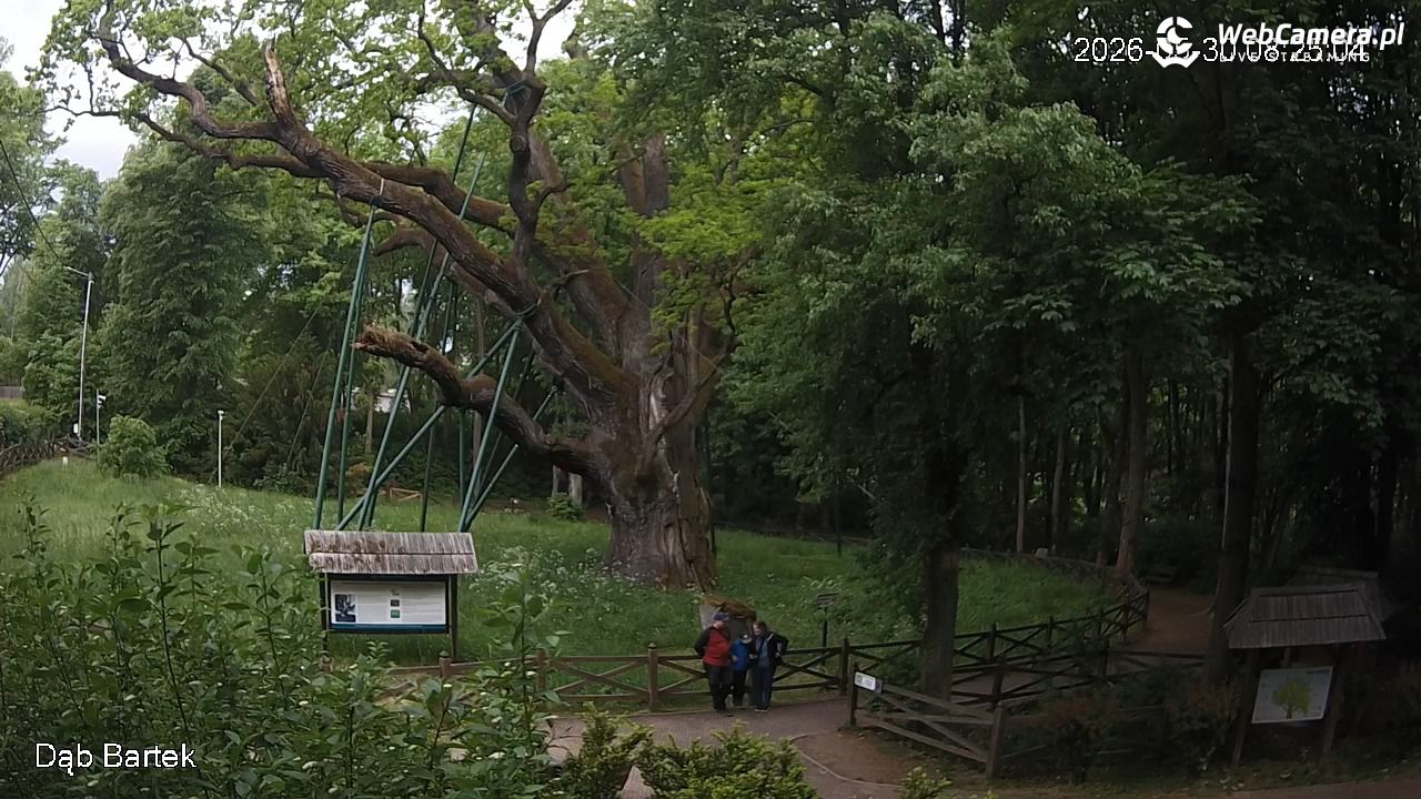Dąb Bartek - Pomnik Przyrody - 30 maj 2026, 08:25