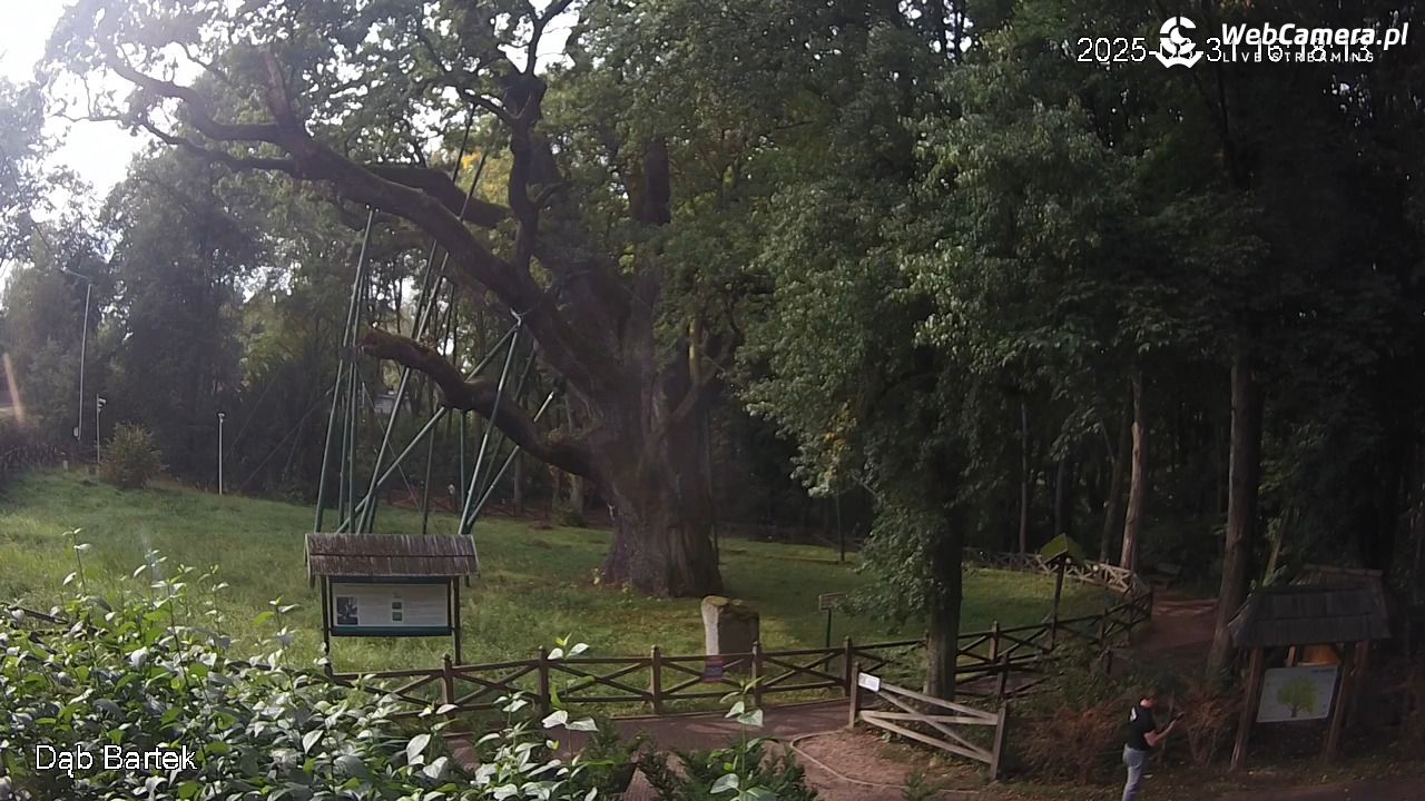 Dąb Bartek - Pomnik Przyrody - 31 sierpień 2025, 16:18