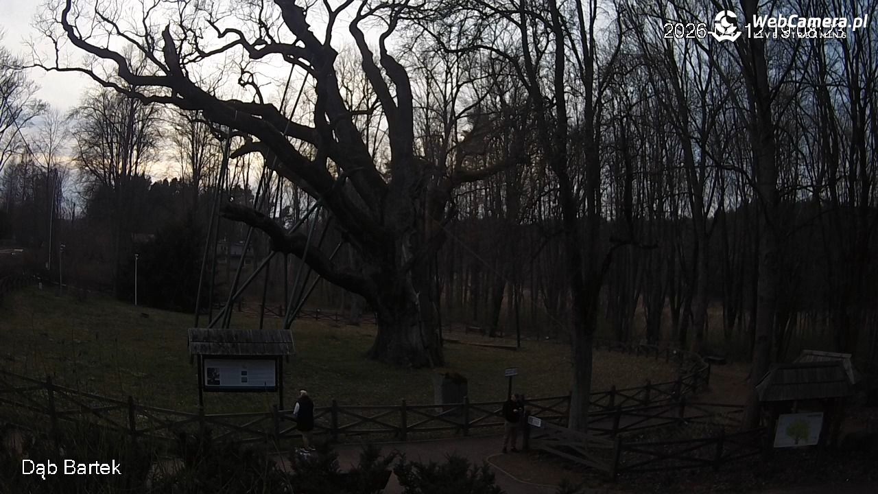 Dąb Bartek - Pomnik Przyrody - 12 kwiecień 2026, 19:09