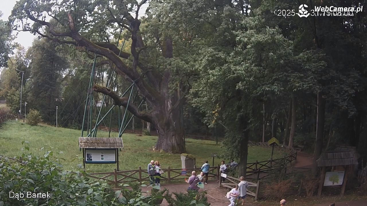 Dąb Bartek - Pomnik Przyrody - 31 sierpień 2025, 15:08