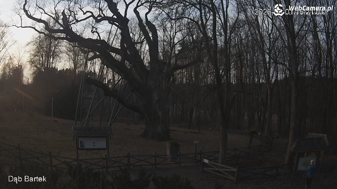 Dąb Bartek - Pomnik Przyrody - 01 marzec 2026, 16:21
