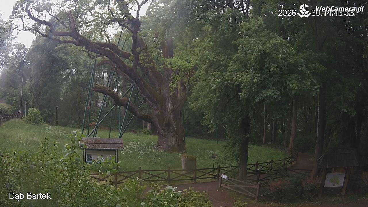 Dąb Bartek - Pomnik Przyrody - 30 maj 2026, 14:44