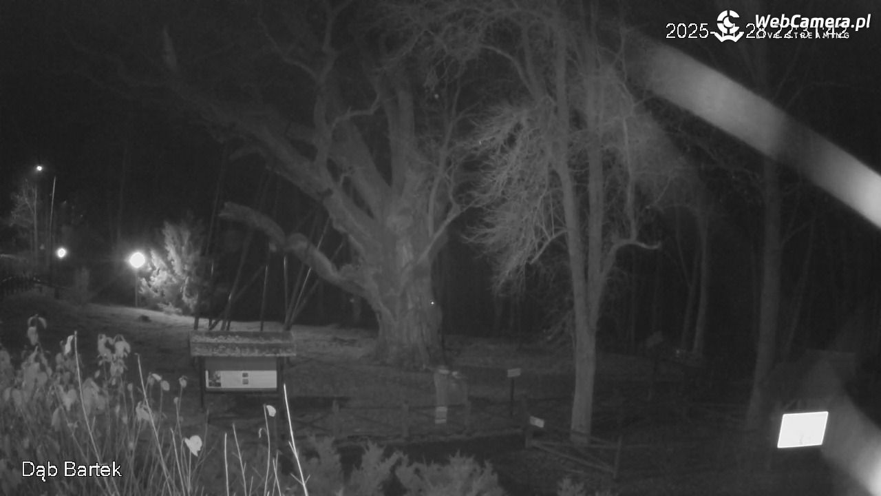 Dąb Bartek - Pomnik Przyrody - 28 listopad 2025, 22:32