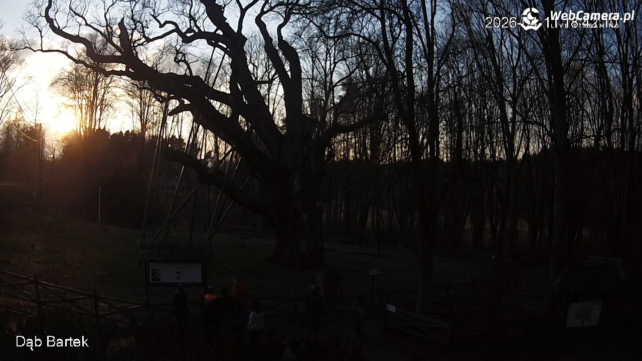 Dąb Bartek - Pomnik Przyrody - 11 kwiecień 2026, 18:43