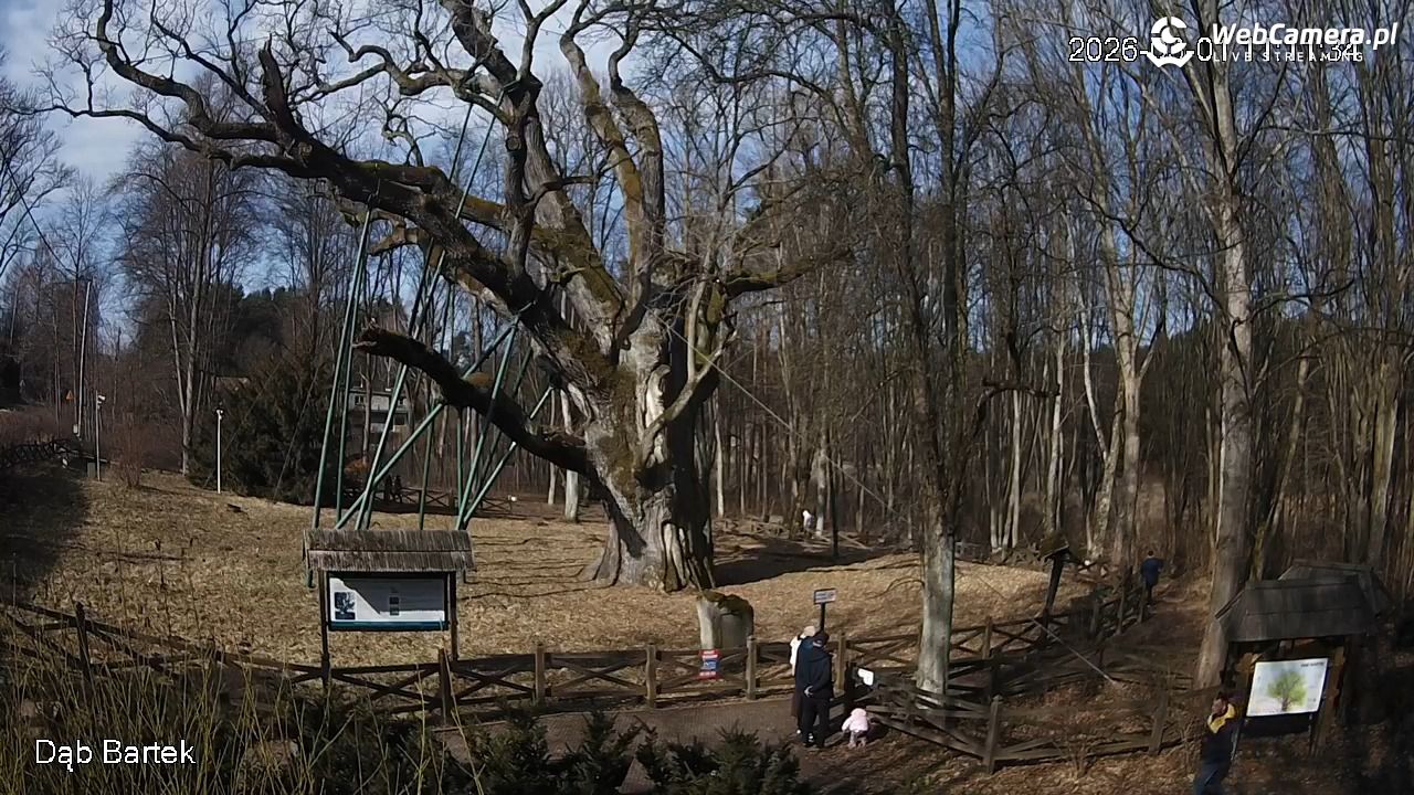 Dąb Bartek - Pomnik Przyrody - 01 marzec 2026, 11:12