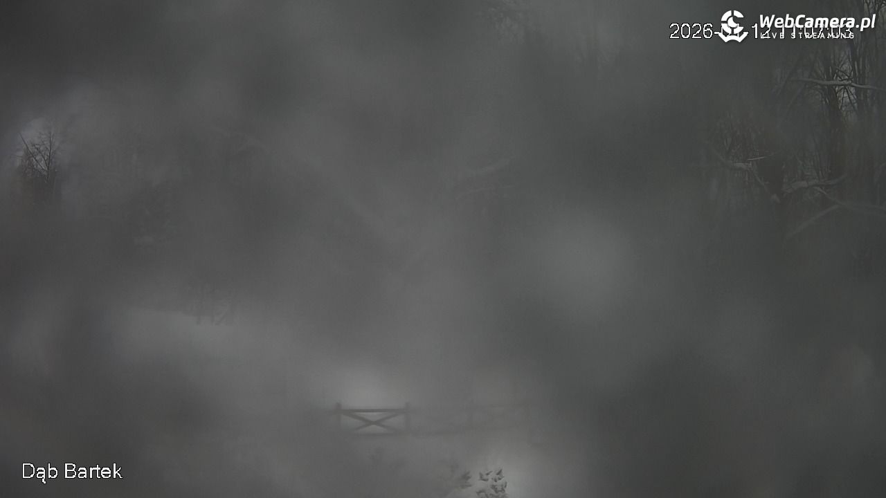 Dąb Bartek - Pomnik Przyrody - 12 styczeń 2026, 11:07