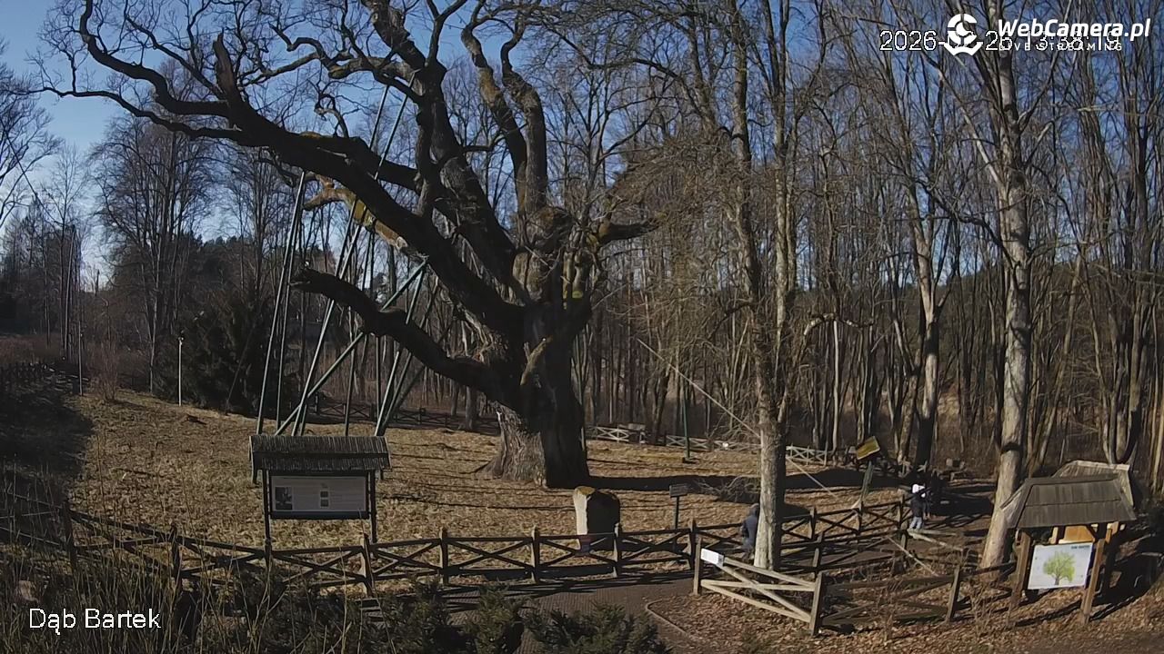 Dąb Bartek - Pomnik Przyrody - 26 luty 2026, 13:38