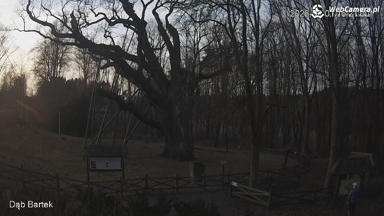 Dąb Bartek - Pomnik Przyrody - 01 marzec 2026, 16:21