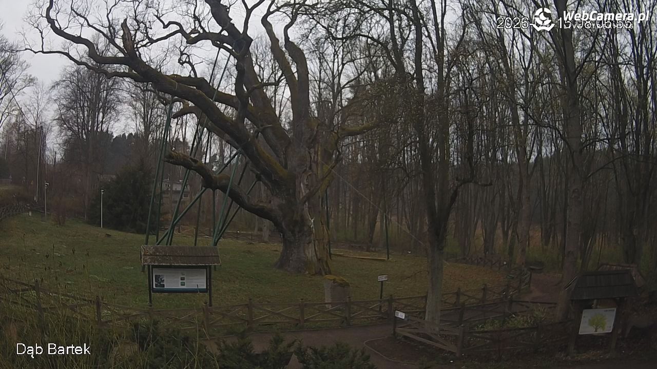 Dąb Bartek - Pomnik Przyrody - 15 kwiecień 2026, 08:07