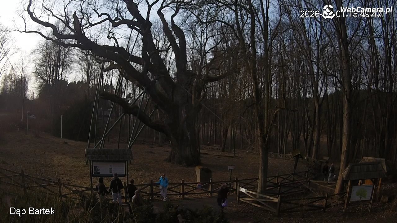 Dąb Bartek - Pomnik Przyrody - 01 marzec 2026, 15:51