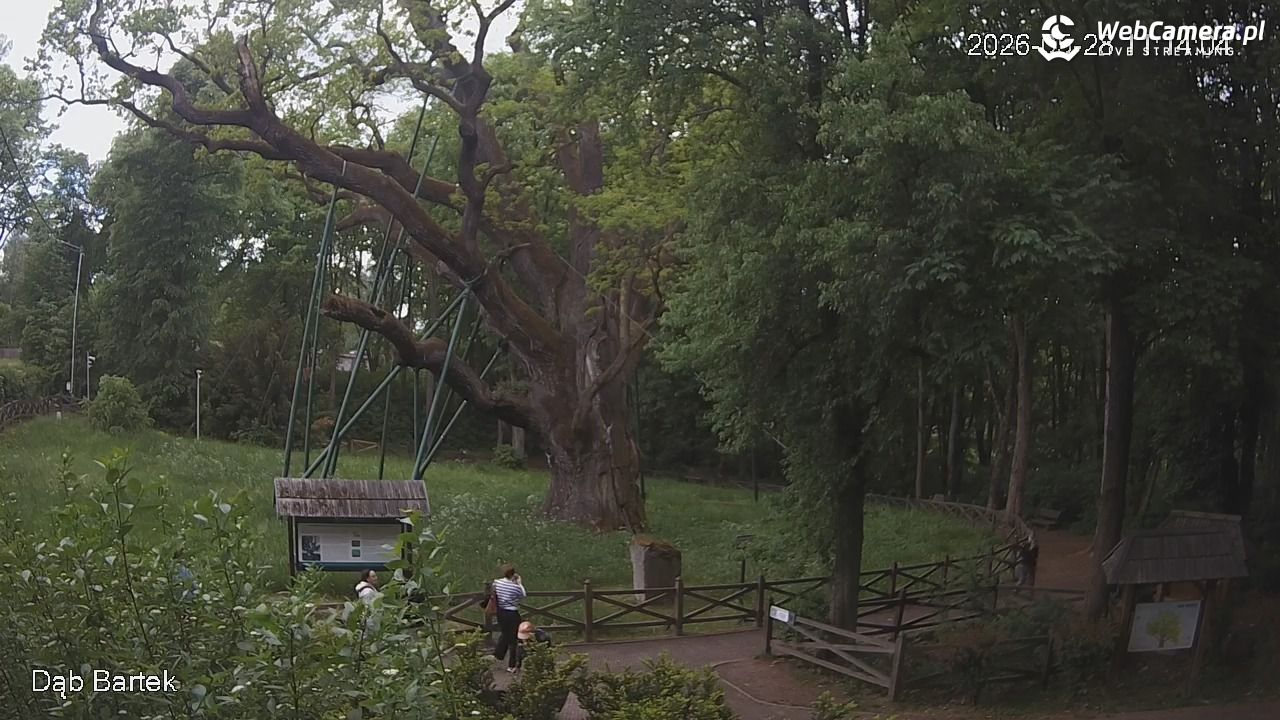 Dąb Bartek - Pomnik Przyrody - 28 maj 2026, 11:14