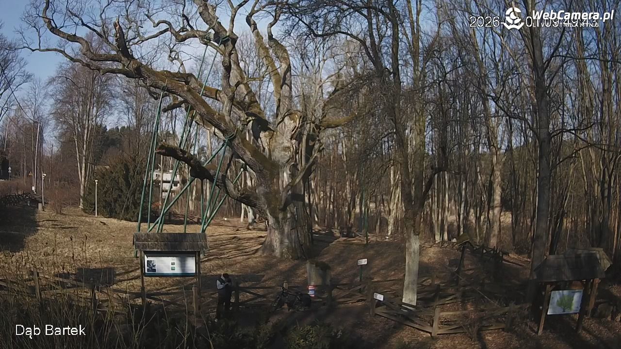 Dąb Bartek - Pomnik Przyrody - 01 marzec 2026, 09:50