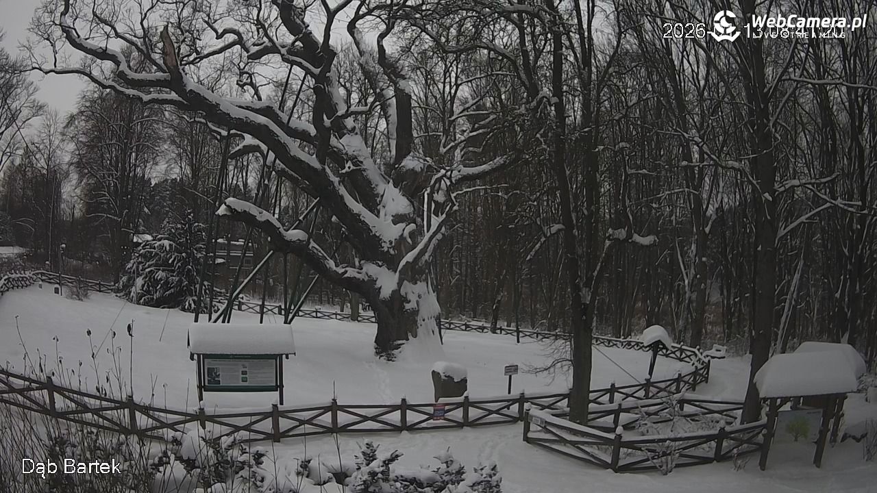 Dąb Bartek - Pomnik Przyrody - 13 styczeń 2026, 08:41