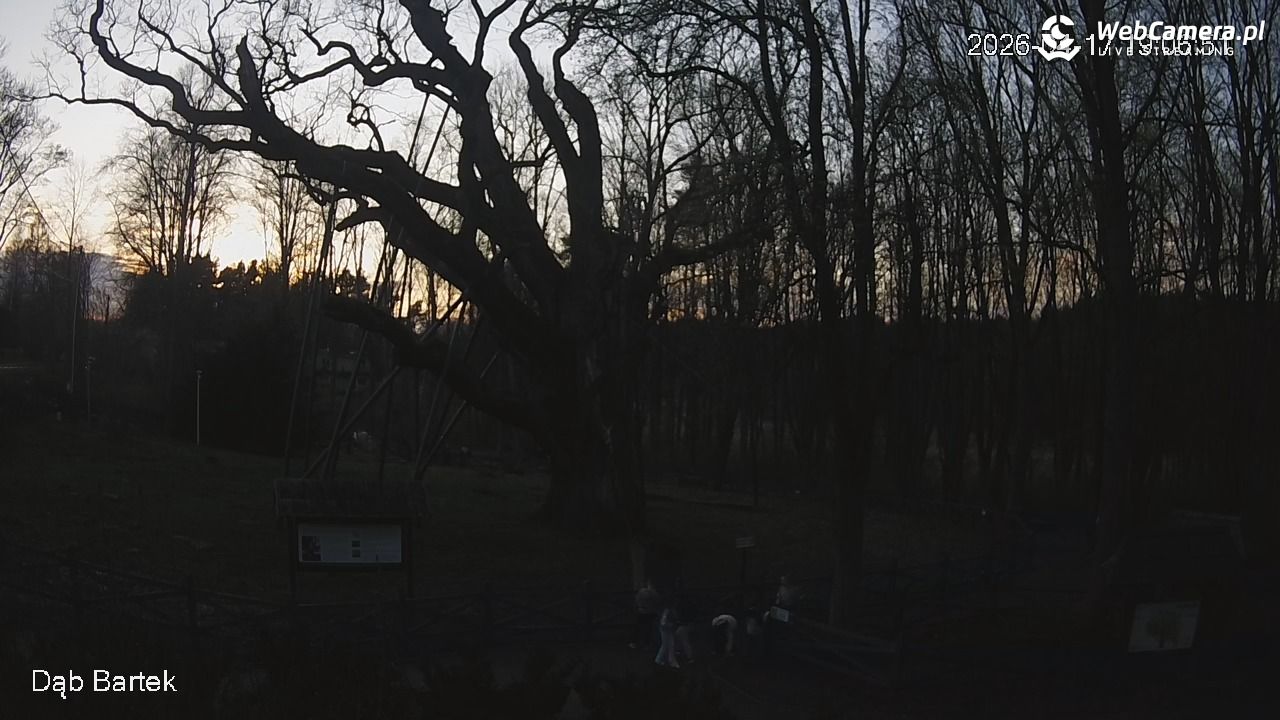 Dąb Bartek - Pomnik Przyrody - 17 kwiecień 2026, 19:07