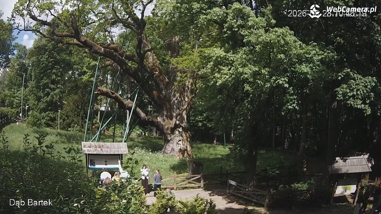 Dąb Bartek - Pomnik Przyrody - 28 maj 2026, 10:46