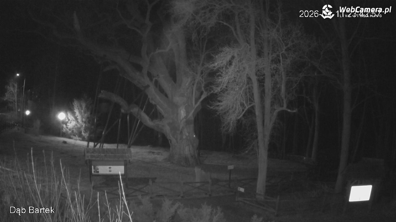 Dąb Bartek - Pomnik Przyrody - 11 kwiecień 2026, 23:43