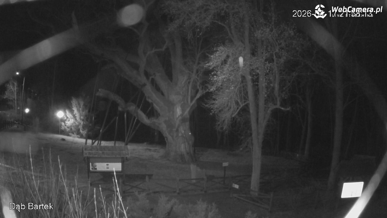 Dąb Bartek - Pomnik Przyrody - 17 kwiecień 2026, 21:58