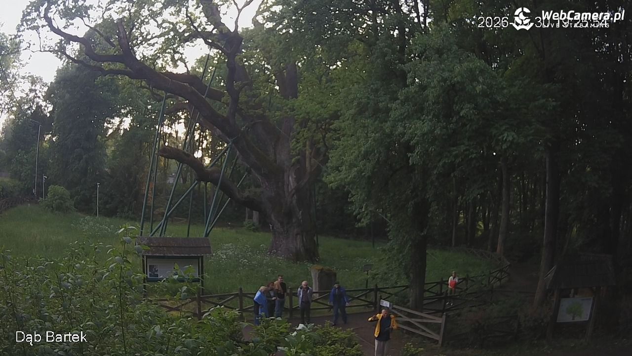 Dąb Bartek - Pomnik Przyrody - 30 maj 2026, 19:26