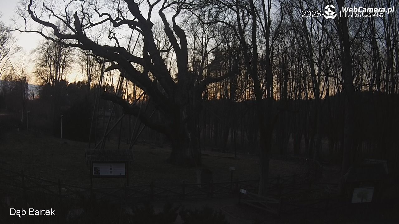 Dąb Bartek - Pomnik Przyrody - 11 kwiecień 2026, 19:04