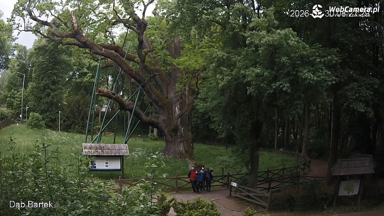 Dąb Bartek - Pomnik Przyrody - 30 maj 2026, 08:28
